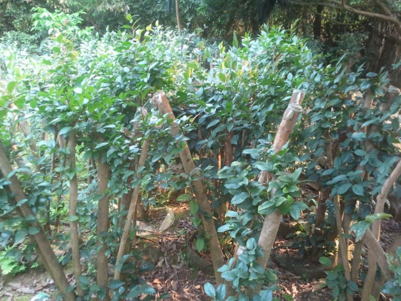 供應(yīng)浙江金花茶,金花茶產(chǎn)品,金花茶茶葉