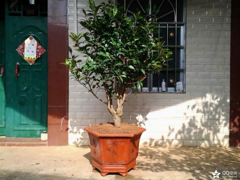 供應(yīng)金花茶移植種植技術(shù)