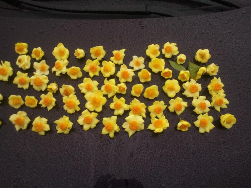 供應(yīng)金花茶樹(shù),金花茶下山樁,金花茶批發(fā)