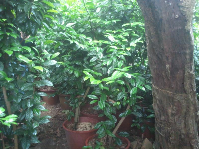 供應金花茶茶農批發(fā)價-金花茶網站-金花茶種植-金花茶-百科