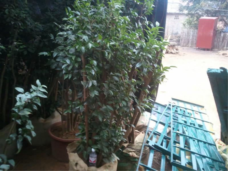 供應福建金花茶，金花茶枝條，金花茶發(fā)展