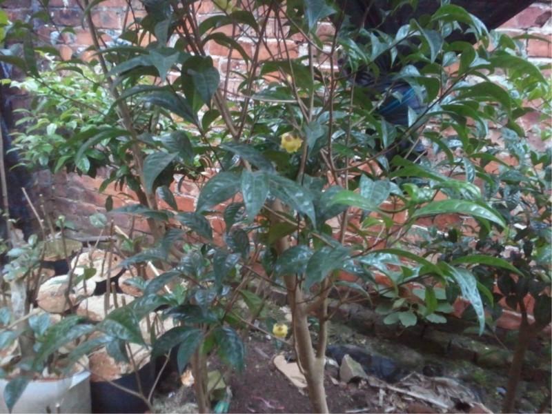 供應馱盧金花茶，金花茶干花，金花茶種植