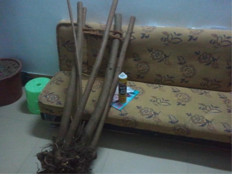 供應(yīng)金花茶論壇，金花茶貼吧