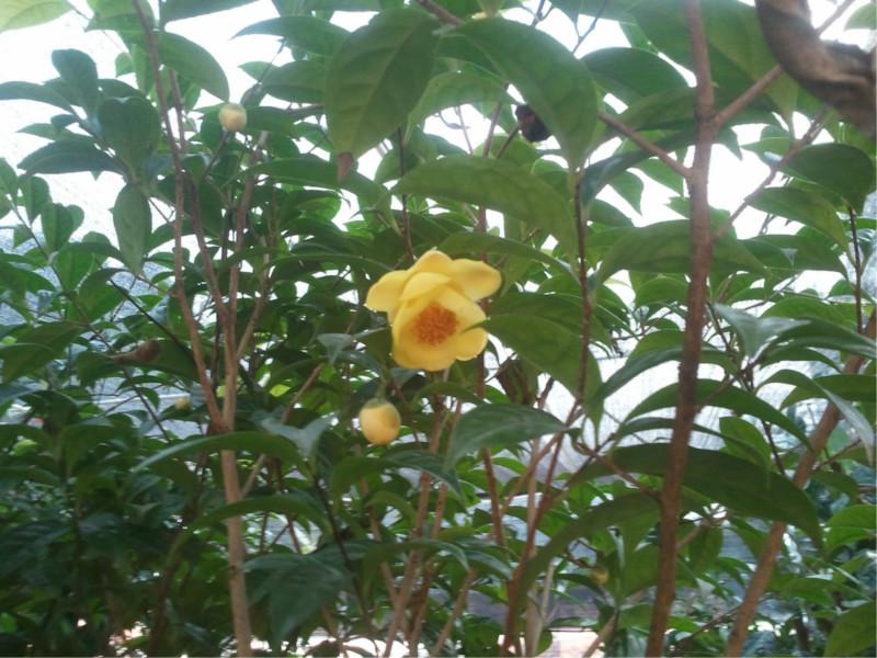 供應(yīng)金花茶扦插技術(shù),金花茶枝條,金花茶苗木