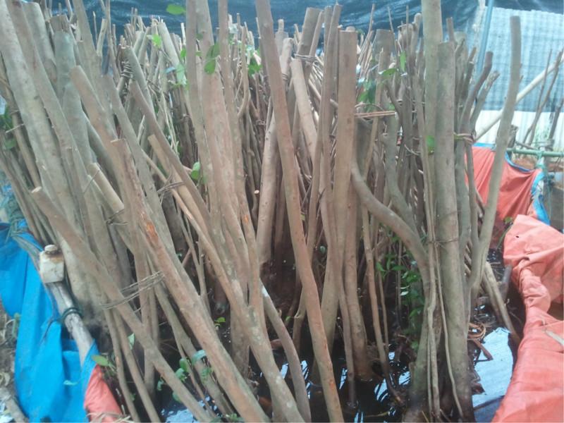 供應(yīng)金花茶四季開花的金花茶-金花茶鮮花-金花茶直銷商
