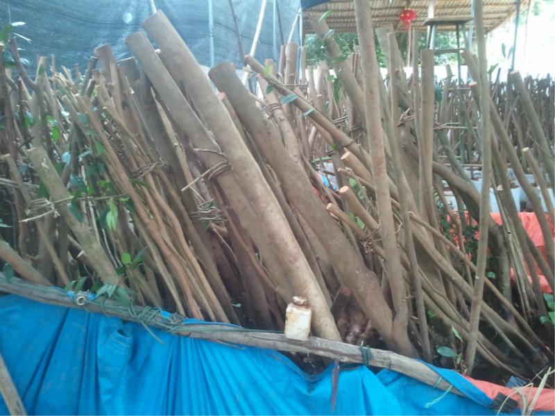 供應(yīng)金花茶文化/價(jià)值/前景