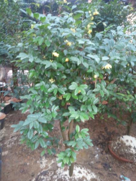 供應(yīng)欽州金花茶,金花茶配載,金花茶養(yǎng)護(hù)