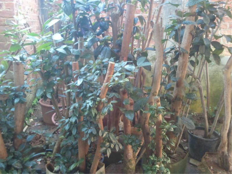 供應(yīng)金花茶資源