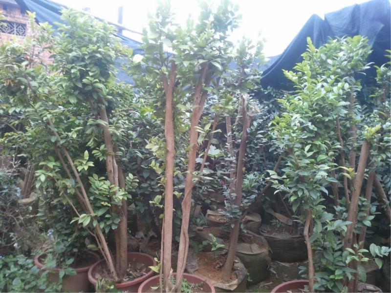 供應(yīng)廣西金花茶圖片，廣西金花茶價(jià)格，金花茶批發(fā)，廣西金花茶股份有限公