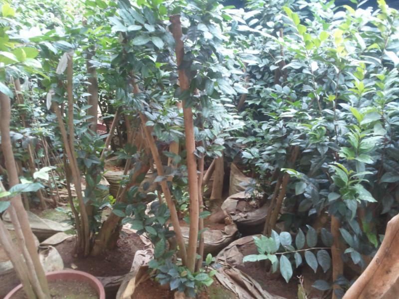 供應(yīng)廣東陽江金花茶/金花茶/金花茶盆景/金花茶大全