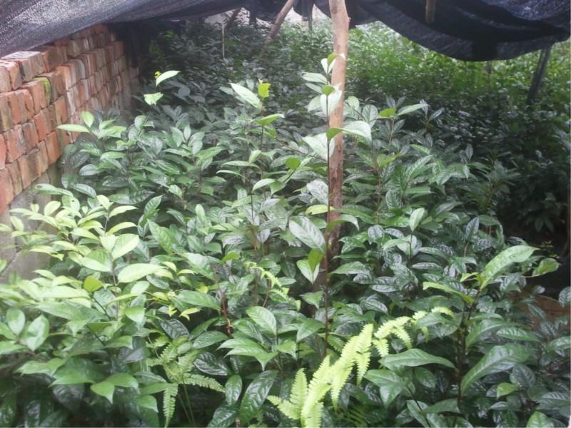 供應(yīng)捂州金花茶，金花茶苗，金花茶枝條