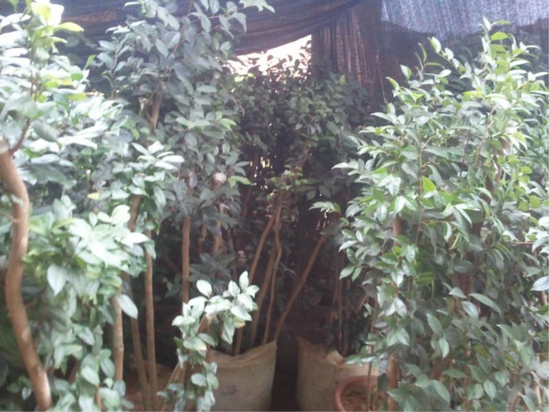 供應(yīng)珠海金花茶，金花茶樹(shù)苗，