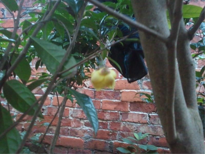 供應(yīng)金花茶資源