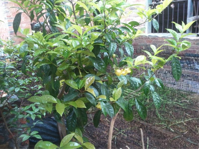 供應(yīng)廣州金花茶,金花茶盆景,金花茶價格