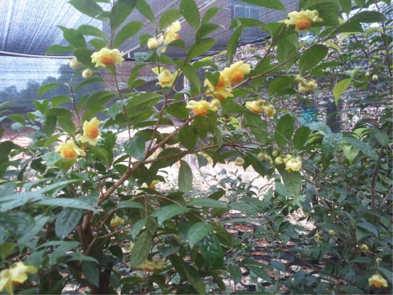 供應(yīng)金花茶樹(shù),金花茶下山樁,金花茶批發(fā)