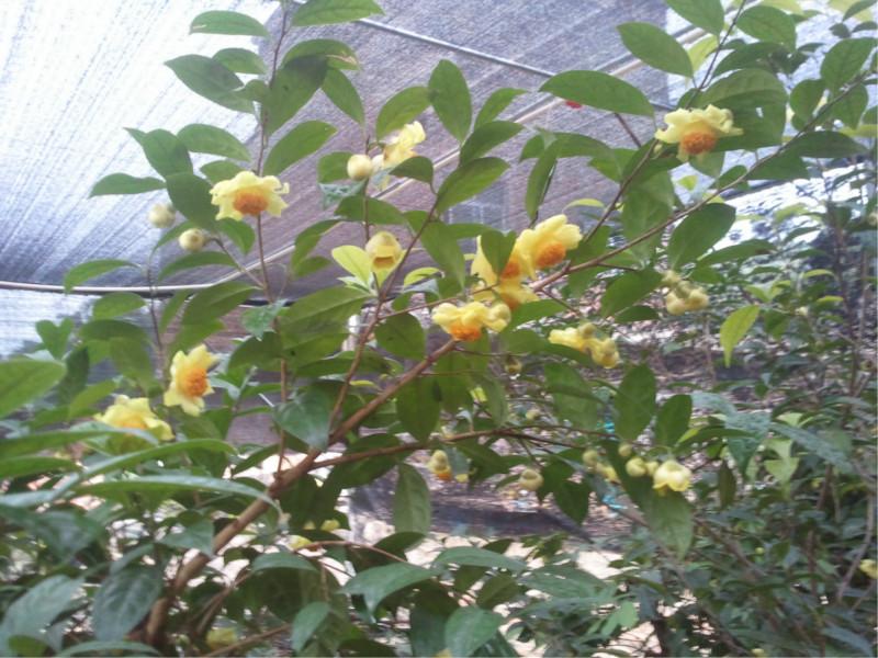 供應(yīng)欽州金花茶,金花茶配載,金花茶養(yǎng)護(hù)