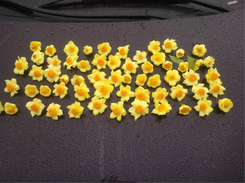 供應(yīng)廣州金花茶,金花茶盆景,金花茶價格