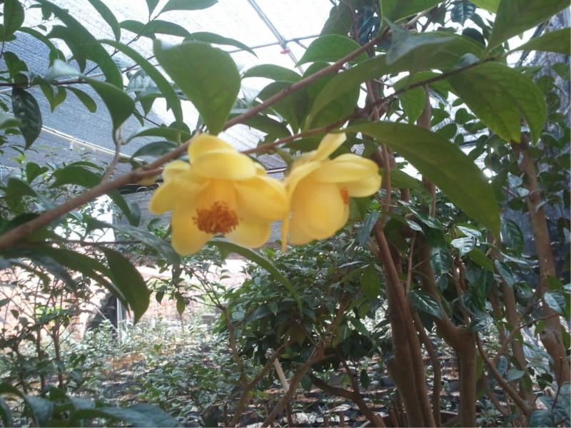 供應(yīng)扶綏金花茶，金花茶品種，金花茶觀賞