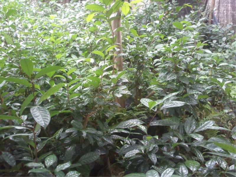 供應(yīng)廣東揭陽金花茶，金花茶投資，金花茶種植