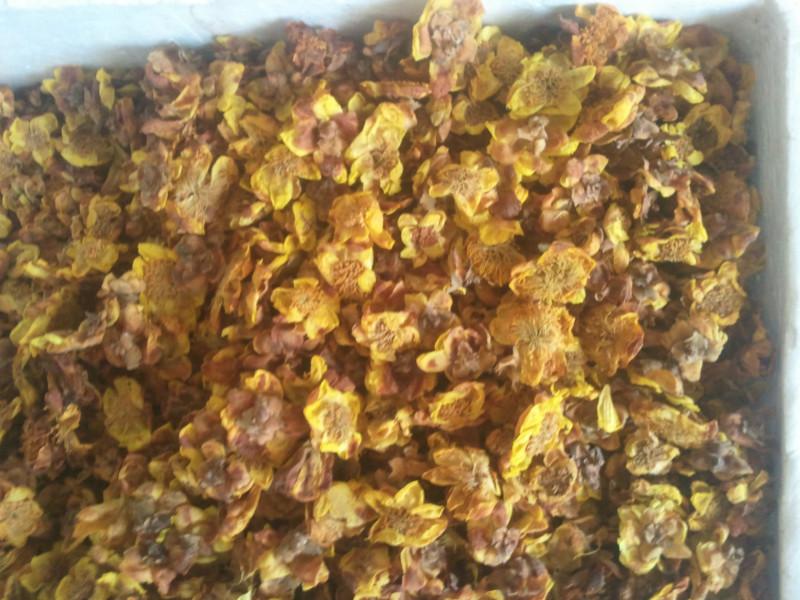 供應福建金花茶，金花茶枝條，金花茶發(fā)展