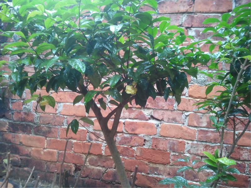 供應(yīng)扶綏金花茶，金花茶品種，金花茶觀賞
