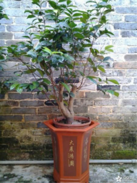 供應金花茶枝條，金花茶枝條價錢，金花茶枝條供應