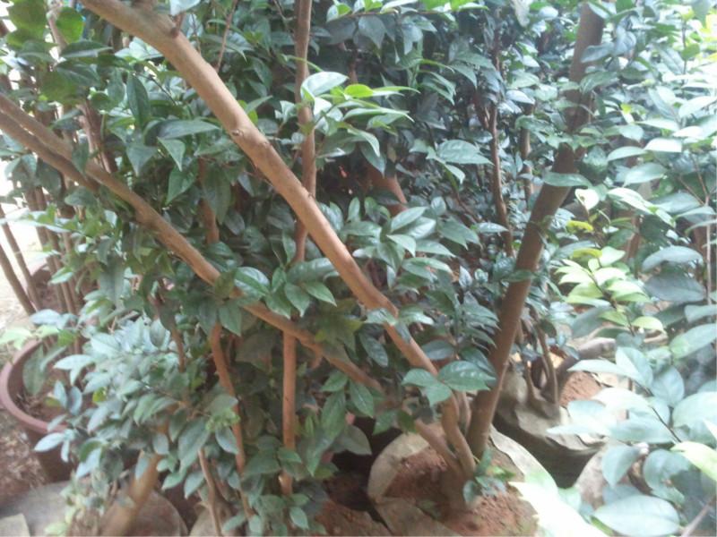 供應(yīng)廣西金花茶圖片，廣西金花茶價(jià)格，金花茶批發(fā)，廣西金花茶股份有限公