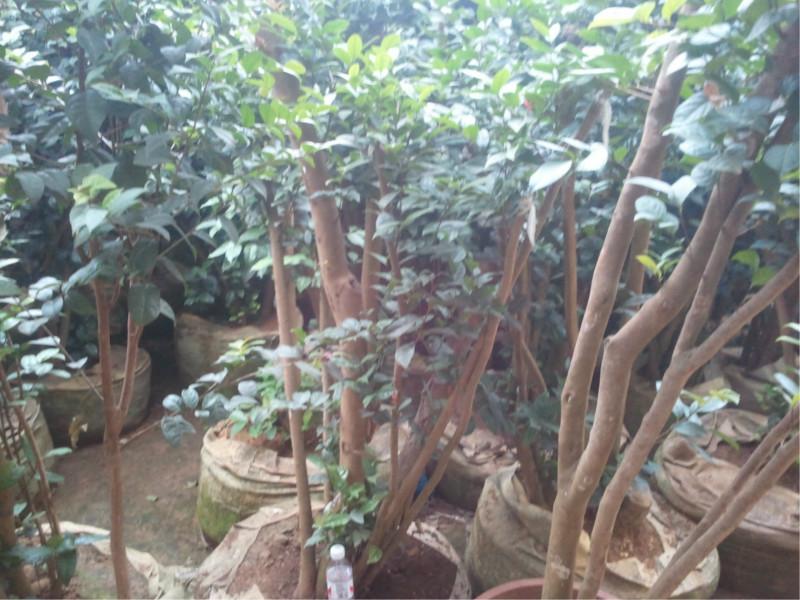 供應(yīng)廣西金花茶四季金花茶有限公司，金花茶，金花茶產(chǎn)業(yè)