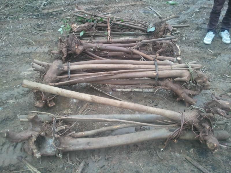 供應(yīng)珠海金花茶，金花茶樹(shù)苗，