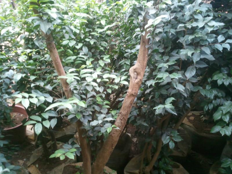 供應(yīng)廣西金花茶圖片，廣西金花茶價(jià)格，金花茶批發(fā)，廣西金花茶股份有限公