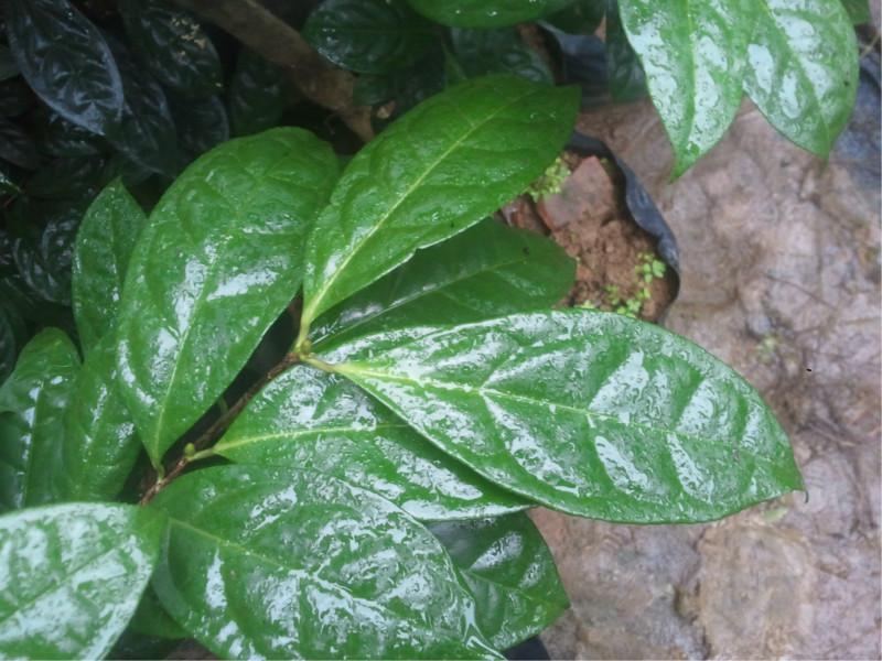 供應(yīng)金花茶文化/價(jià)值/前景