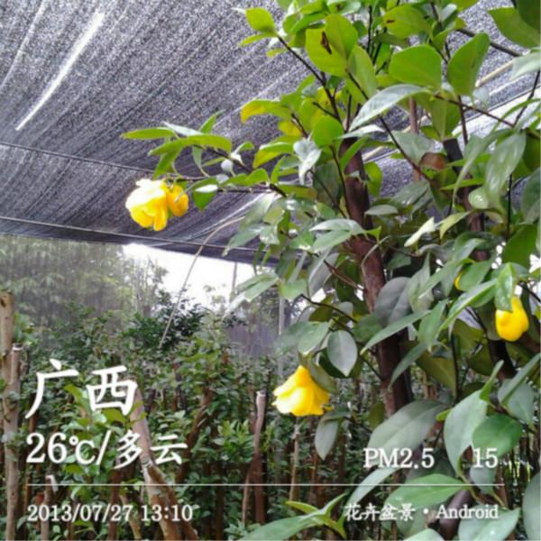 供應(yīng)廣東佛山金花茶/四季金花茶/金花茶樹/金花茶