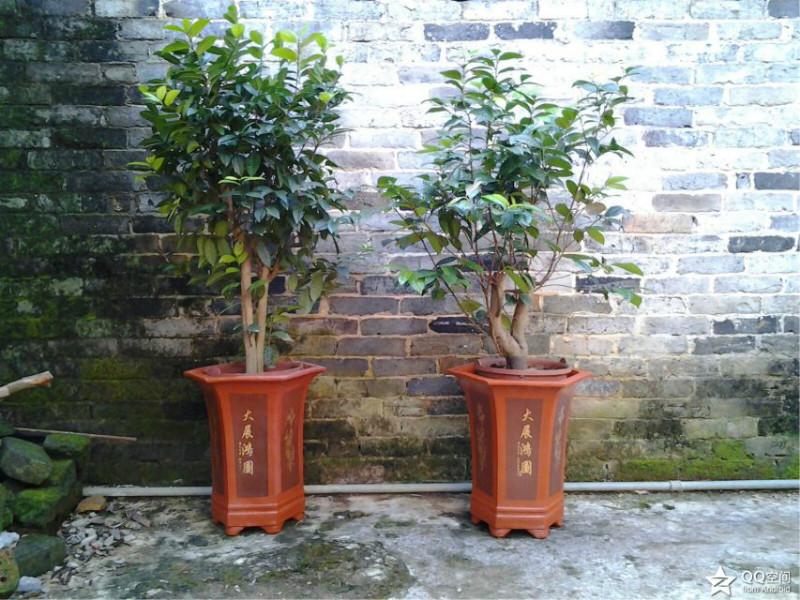 供應(yīng)順德金花茶,金花茶樹頭,金花茶造型