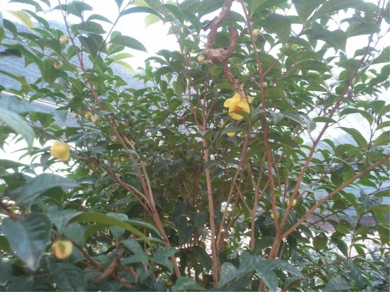 供應(yīng)扶綏金花茶，金花茶品種，金花茶觀賞