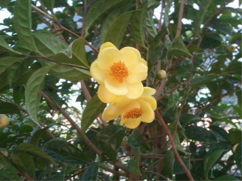 供應(yīng)*金花茶，*金花茶，金花茶功效，金花茶價(jià)格-百度知道