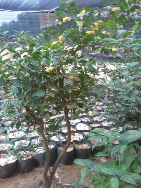 供應(yīng)欽州金花茶,金花茶配載,金花茶養(yǎng)護(hù)