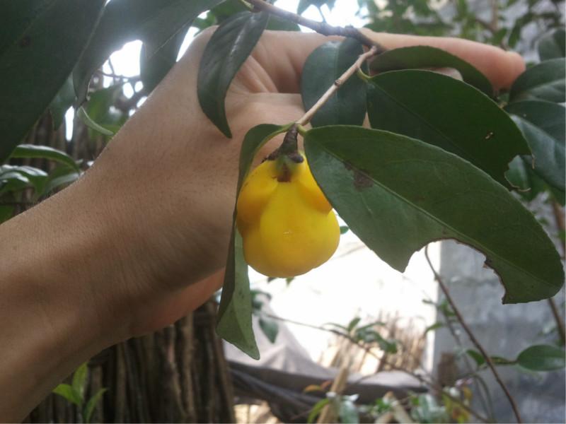 供應金花茶開花了/百度知道