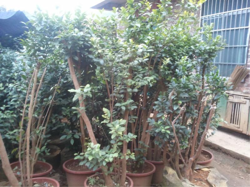 供應(yīng)珠海金花茶，金花茶樹(shù)苗，