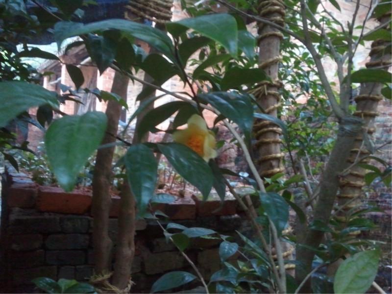 供應金花茶開花了/百度知道