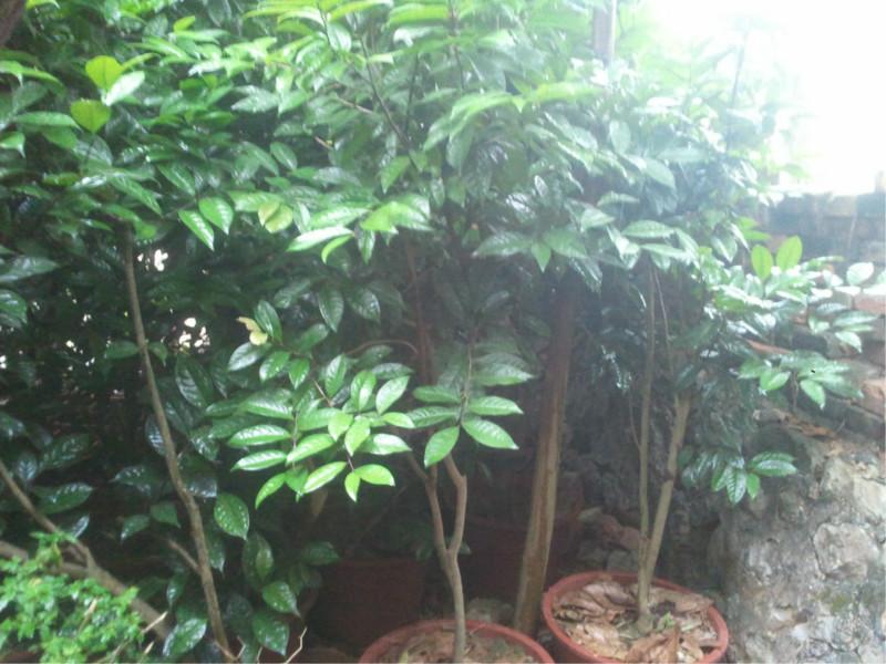 供應(yīng)金花茶盆景批發(fā)，金花茶盆景批發(fā)價(jià)格，金花茶盆景批發(fā)電話