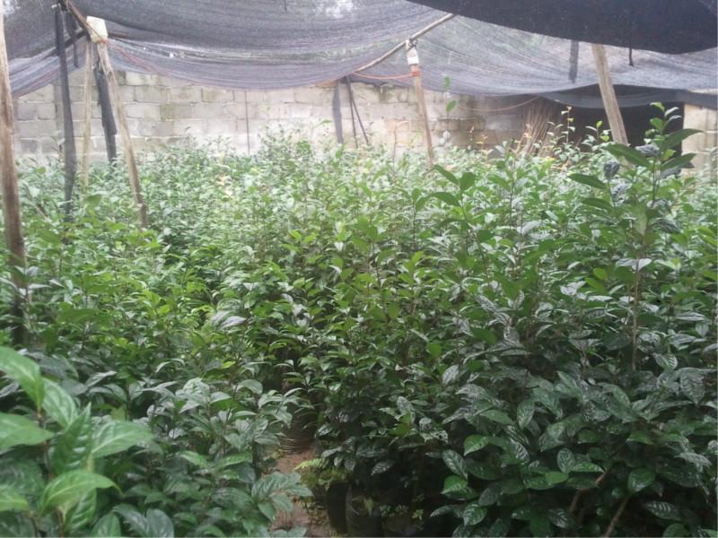 供應(yīng)捂州金花茶，金花茶苗，金花茶枝條