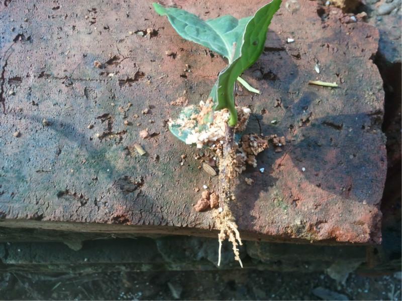 供應(yīng)金花茶扦插技術(shù),金花茶枝條,金花茶苗木