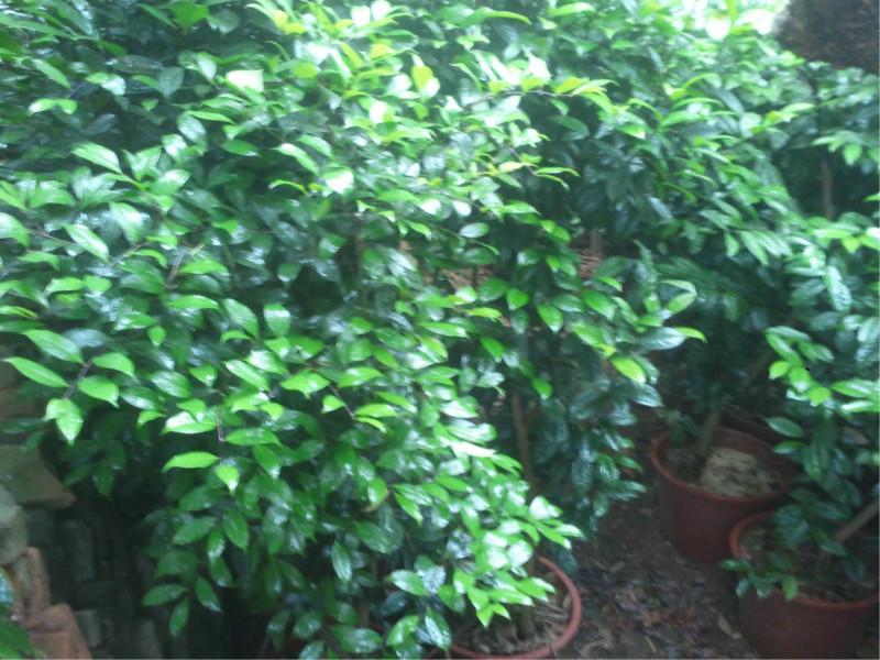 供應(yīng)金花茶投資論壇,金花茶,金花茶推廣