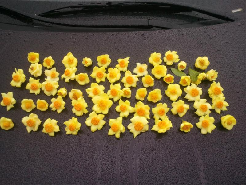 供應(yīng)廣州金花茶,金花茶盆景,金花茶價格