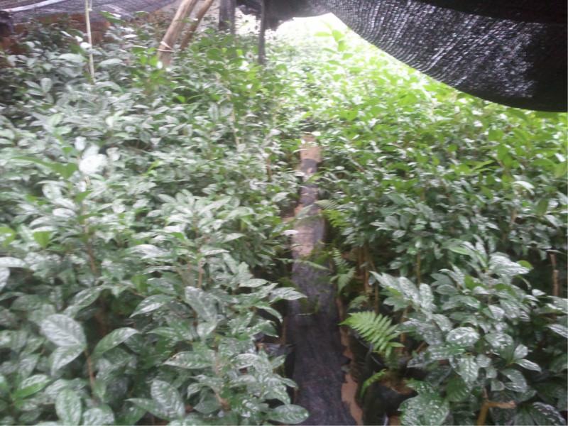 供應(yīng)捂州金花茶，金花茶苗，金花茶枝條