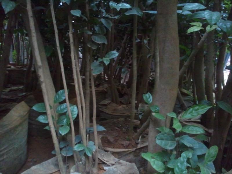 供應馱盧金花茶，金花茶干花，金花茶種植