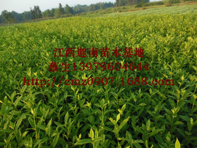 迦南苗木基地直銷梔子苗迦南苗木各種優(yōu)質(zhì)苗木