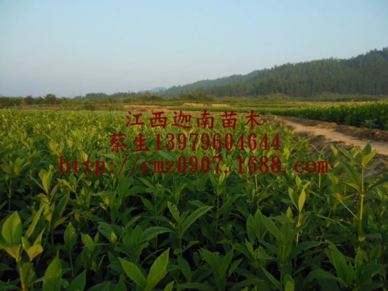 供應(yīng)湖北黃梔子苗