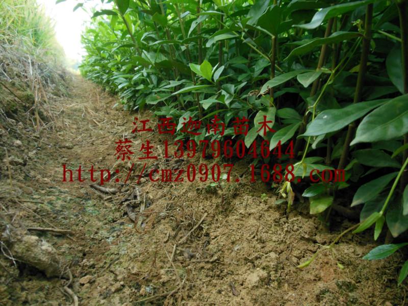 供應(yīng)云南黃梔子苗