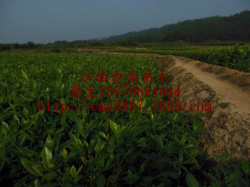 供應云南山梔子苗